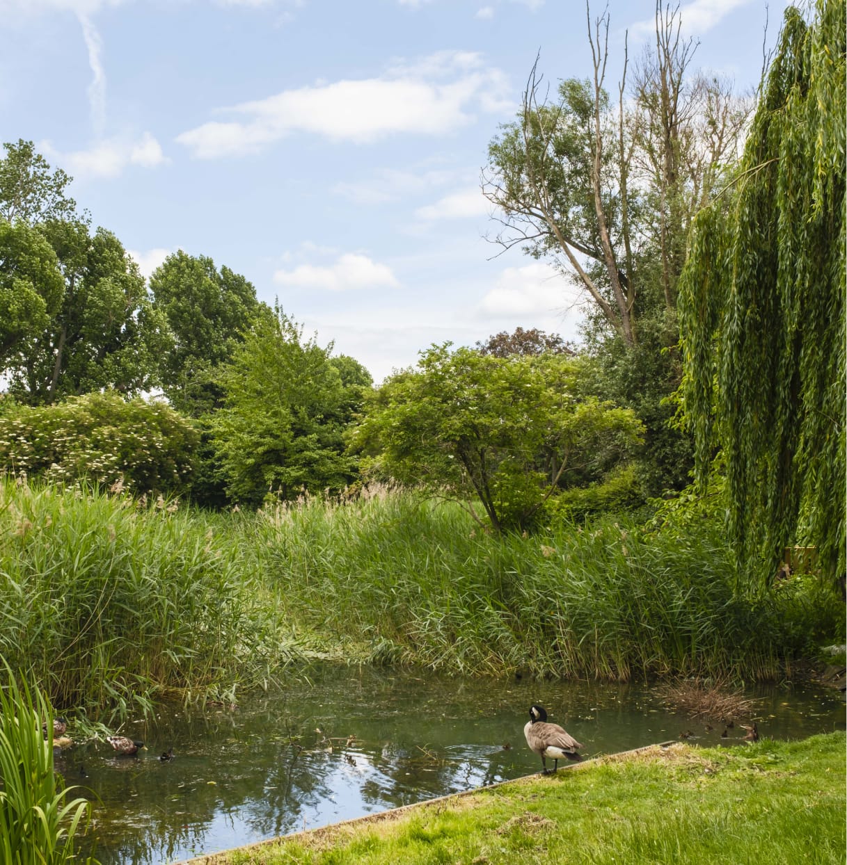 A serene scene of Folkstone Gardens with geese enjoying the pond surrounded by trees and other plant life.