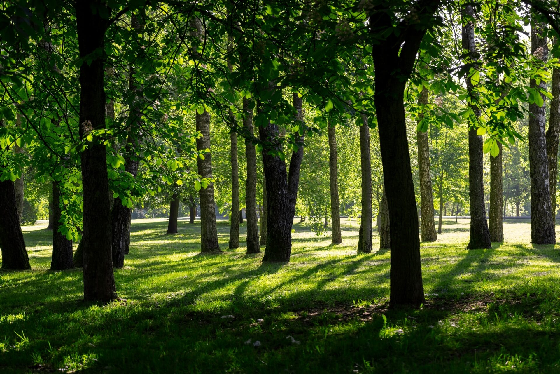 Aragon Park filled with trees.