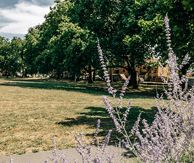 Purple flowers growing in Deptford Park